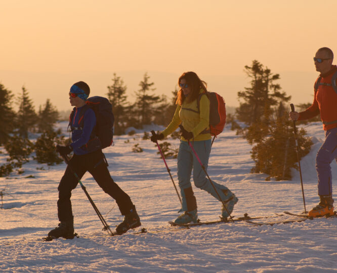 Narty skiturowe dla początkujących MAJESTY